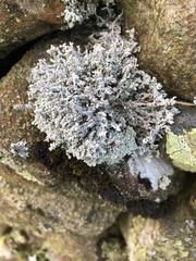 Stereocaulon vesuvianum