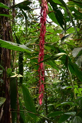 Pitcairnia stevensonii