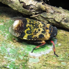 Crepusia