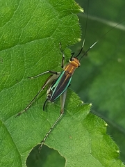 Phylloscyrtus
