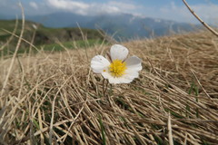 Ranunculus pyrenaeus
