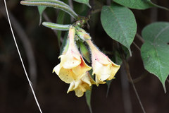 Mandevilla hirsuta
