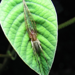 Anyphaenidae