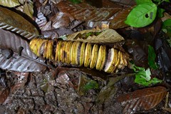 Cyclanthus bipartitus