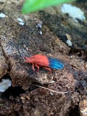 Thonalmus chevrolati