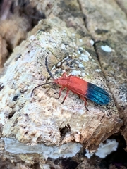 Thonalmus chevrolati