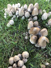 Agaricales