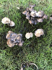 Agaricales