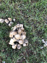 Agaricales