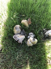 Agaricales