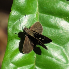 Hesperiidae