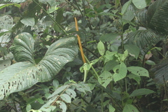 Anthurium ochranthum
