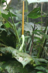 Anthurium ochranthum