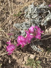Astragalus utahensis