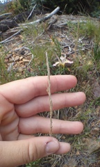 Agrostis exarata