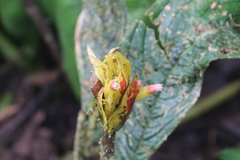 Columnea rubriacuta