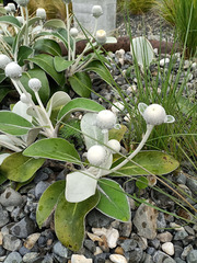 Pachystegia insignis