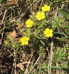 Potentilla humifusa
