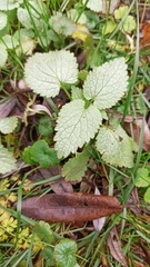 Lamium maculatum