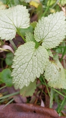 Lamium maculatum