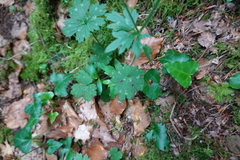 Ranunculus tuberosus
