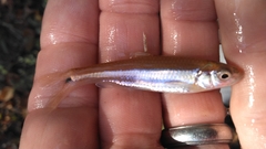 Notropis baileyi
