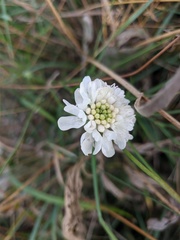 Scabiosa praemontana