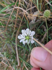 Scabiosa praemontana