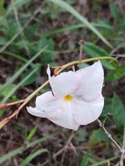 Mandevilla novocapitalis