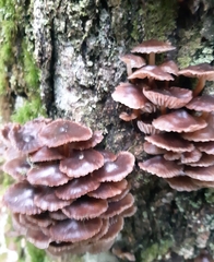 Mycena tintinnabulum