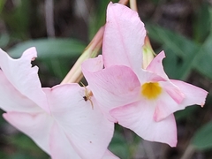 Mandevilla novocapitalis