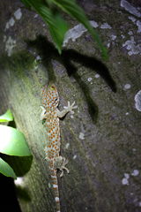 Gekko gecko