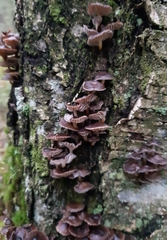 Mycena tintinnabulum