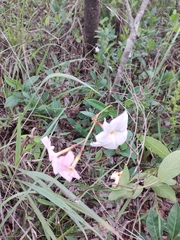 Mandevilla novocapitalis