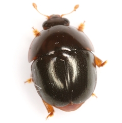 Camptodes texanus