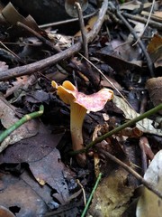 Cantharellus violaceovinosus