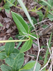 Mandevilla novocapitalis