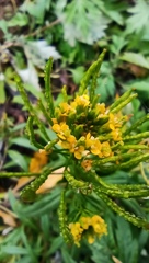 Erysimum cheiranthoides