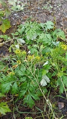 Erysimum cheiranthoides