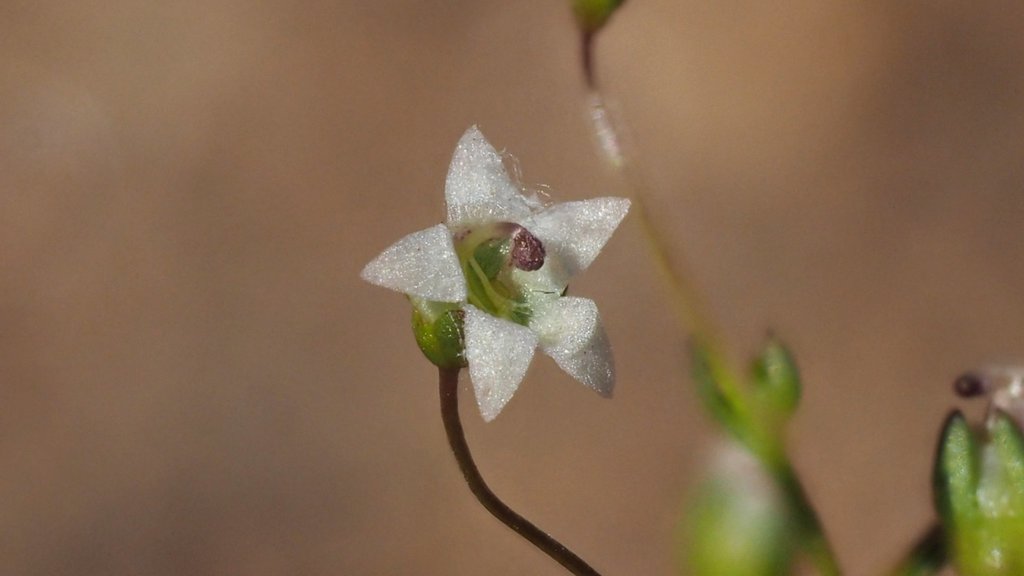 Combleaf Threadplant