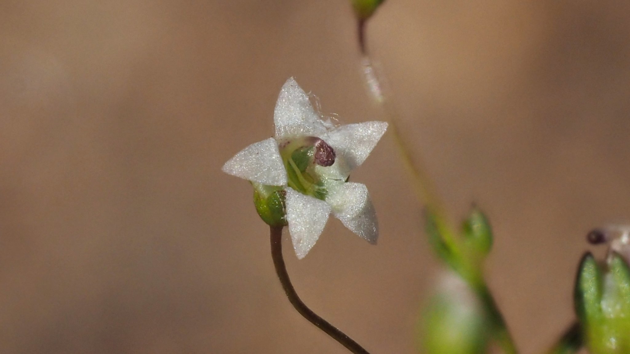 Nemacladus pinnatifidus