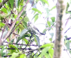 Zimmerius viridiflavus