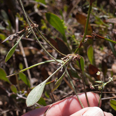 Centella glabrata
