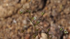 Nemacladus pinnatifidus