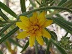 Trixis angustifolia