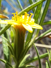 Trixis angustifolia