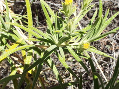 Trixis angustifolia