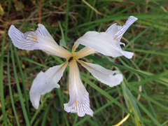 Iris douglasiana