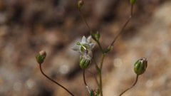 Nemacladus pinnatifidus