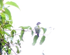 Zimmerius viridiflavus